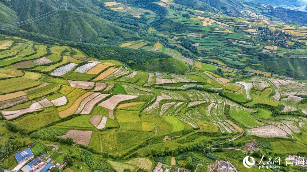 連片麥田化作金色海洋。人民網(wǎng) 況玉攝