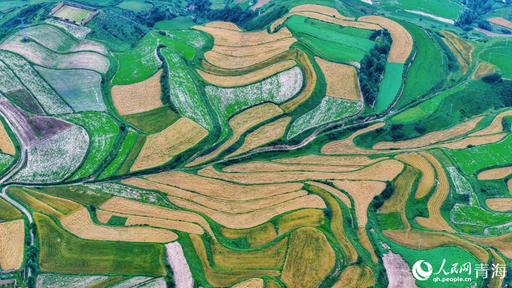 秋景與豐收同框。人民網(wǎng) 況玉攝