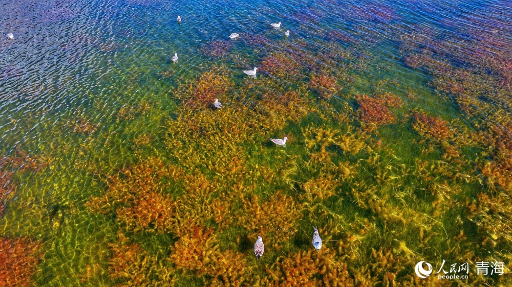 冬格措納湖。人民網(wǎng) 況玉攝