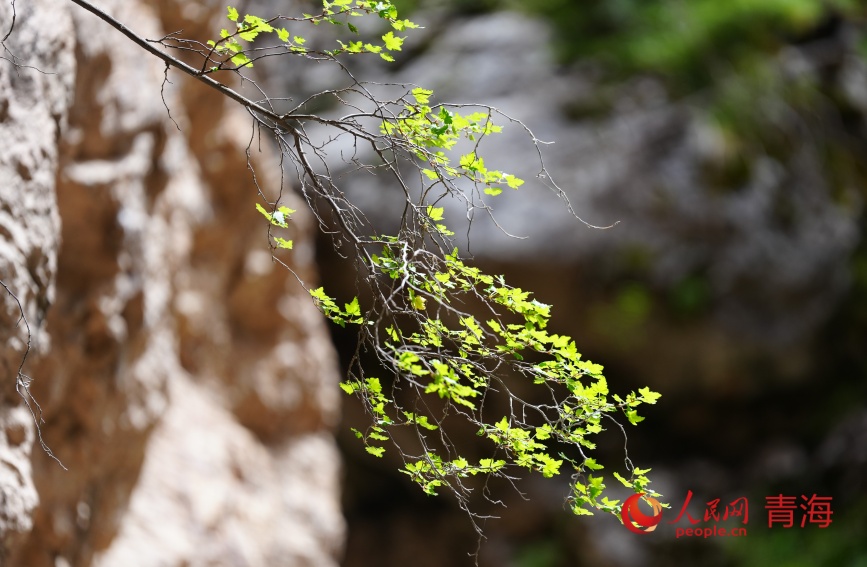 尕爾大峽谷風(fēng)光。人民網(wǎng)記者 甘海瓊攝 