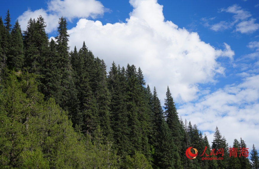 峽谷內(nèi)的原始森林。人民網(wǎng)記者 甘海瓊攝