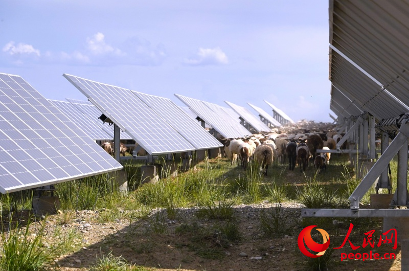 塔拉灘上光伏板下光伏羊。人民網(wǎng)記者 甘海瓊攝