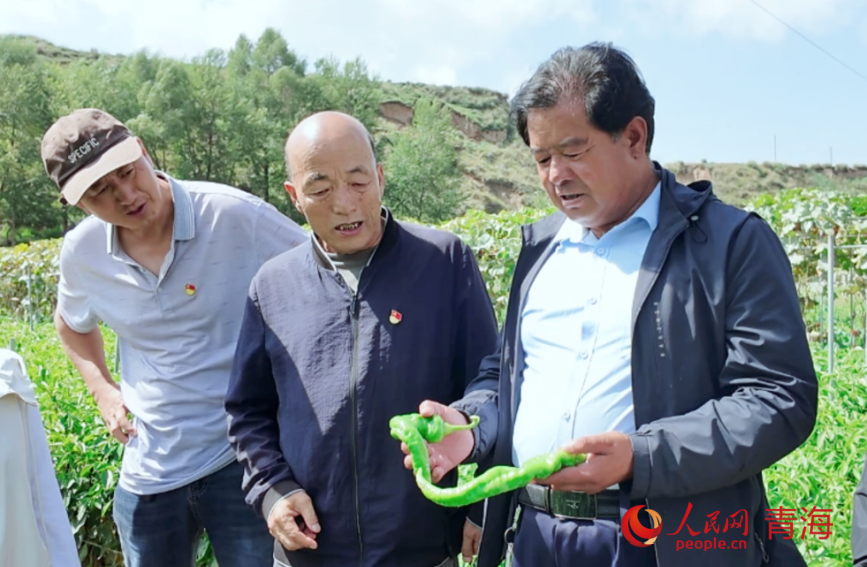 科技特派員查看辣椒長(zhǎng)勢(shì)。俞惠珍攝