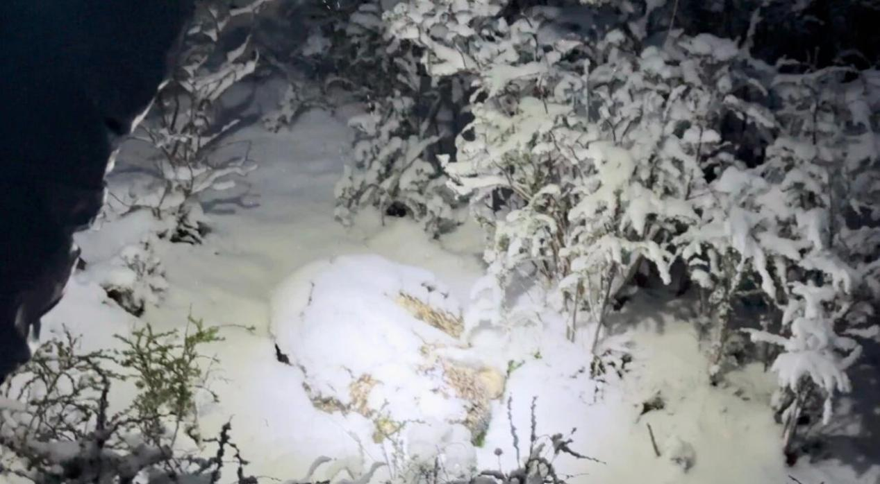 被發(fā)現(xiàn)時(shí)的“凌小芒”。久治縣自然資源和林業(yè)草原局供圖