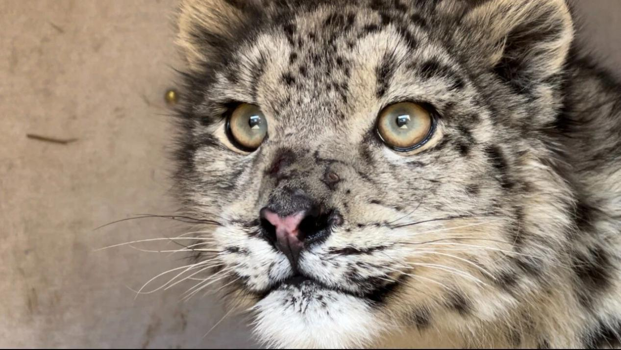 救助之初的“凌小芒”。青海野生動(dòng)物救護(hù)繁育中心供圖