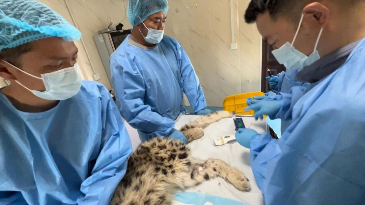 為“凌小芒”治療。青海野生動(dòng)物救護(hù)繁育中心供圖
