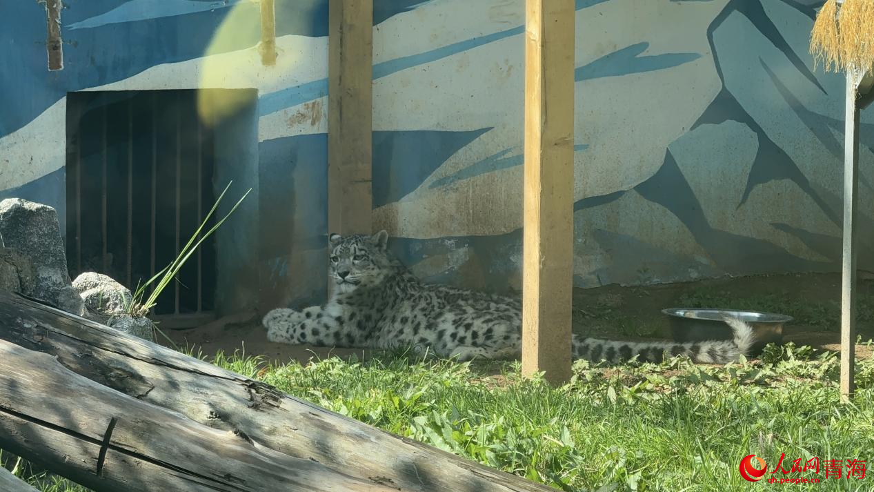 “凌小芒”在活動(dòng)場內(nèi)。人民網(wǎng) 況玉攝