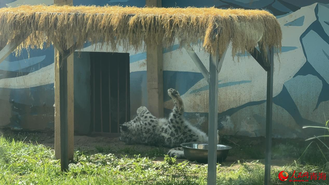 “蟄么芒”兄弟同框。人民網(wǎng) 況玉攝