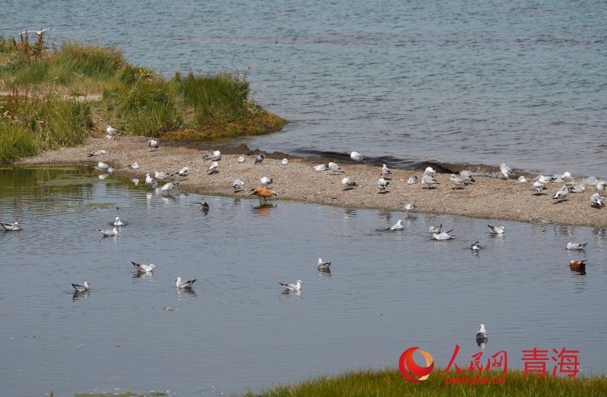 水鳥棲息青海湖畔。人民網(wǎng)記者 甘海瓊攝