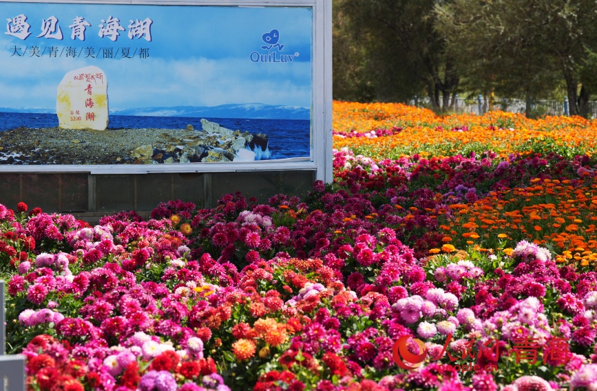 青海湖畔花盛開。人民網(wǎng)記者 甘海瓊攝
