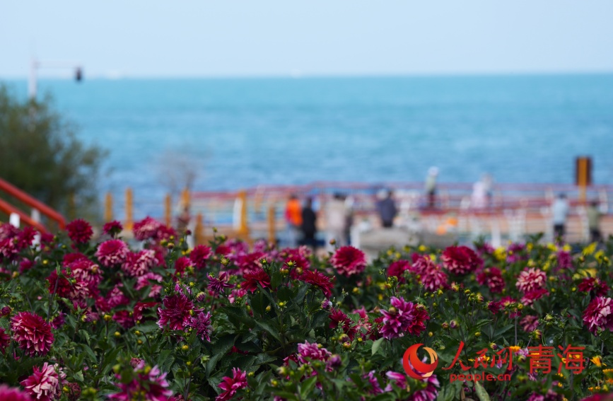青海湖畔花盛開。人民網(wǎng)記者 甘海瓊攝