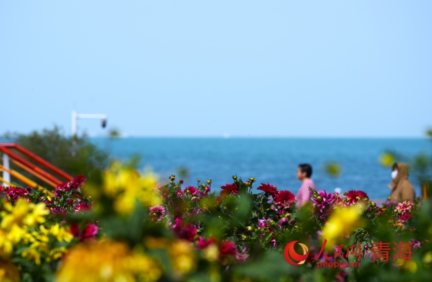 青海湖畔花盛開。人民網(wǎng)記者 甘海瓊攝