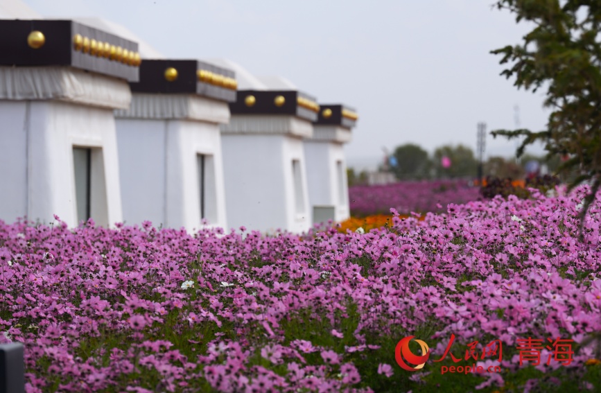 盛開的波斯菊。人民網(wǎng)記者 甘海瓊攝