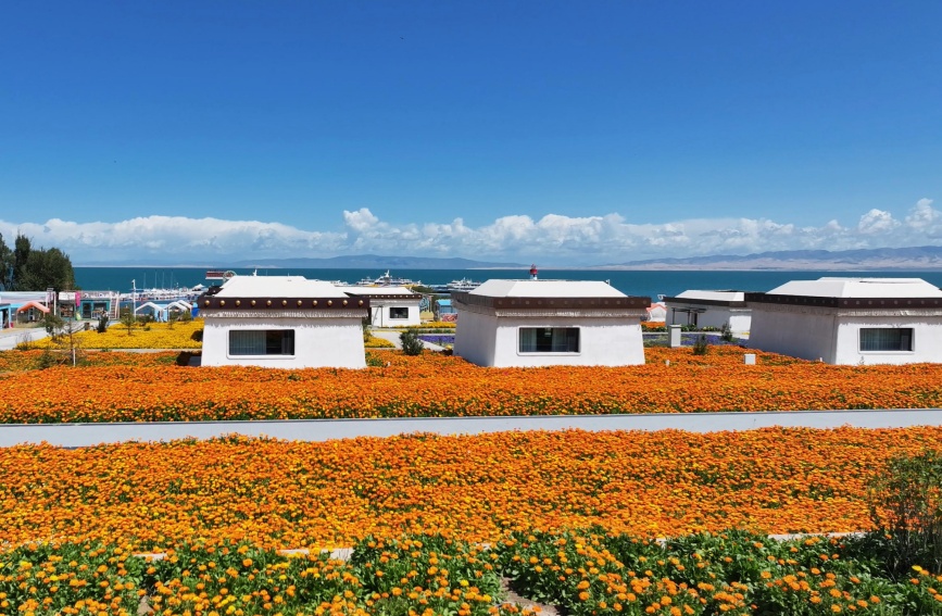 青海湖畔盛開的大片金盞菊。湖旅集團供圖