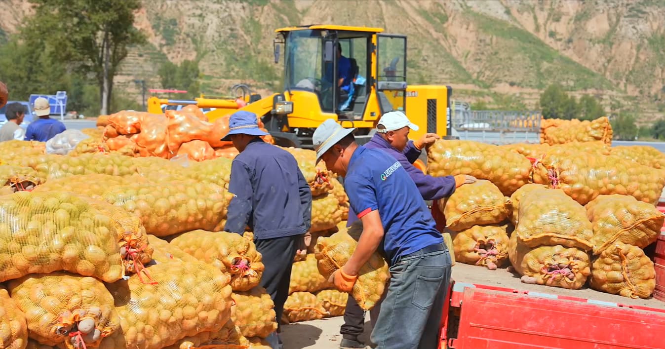 馬鈴薯迎來收獲季。王桂萍攝