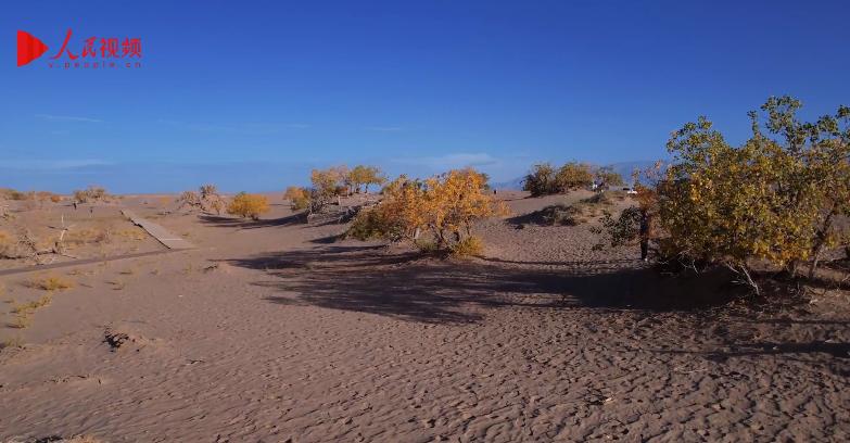 青海格爾木：秋色浸染大漠胡楊
