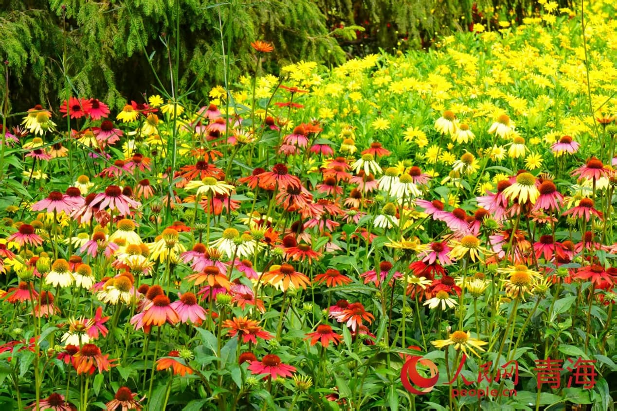 斑斕花海。實習(xí)生 孟啟昇攝