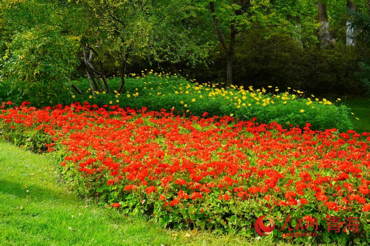 錦繡秋光。實(shí)習(xí)生 孟啟昇攝