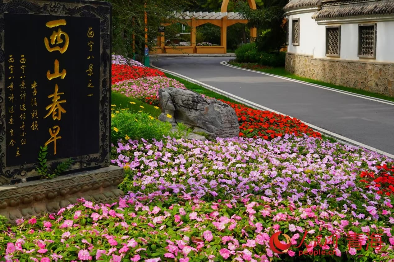 五彩菊海繪就城市畫卷。實(shí)習(xí)生 孟啟昇攝