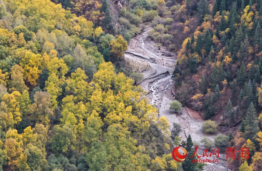 群加秋色。人民網(wǎng)記者 甘海瓊攝