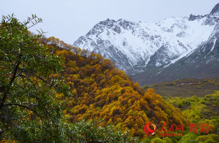 秋色浸染群加。人民網(wǎng)記者 甘海瓊攝