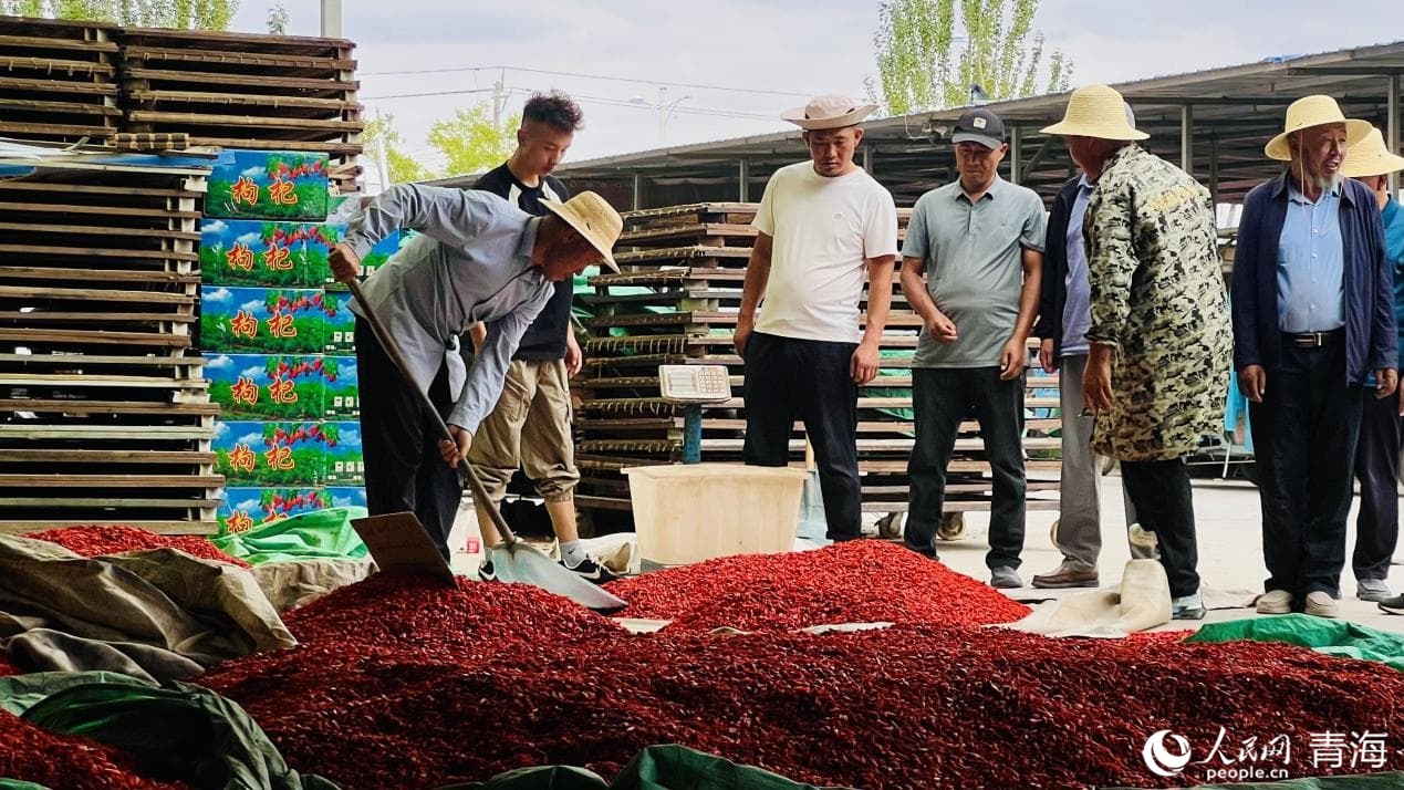 格爾木某枸杞交易市場(chǎng)內(nèi)。人民網(wǎng) 顧斐菲攝