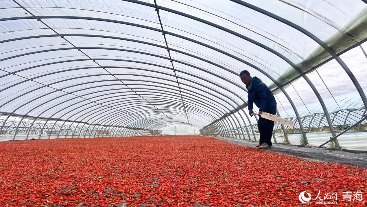 種植戶(hù)晾曬枸杞。人民網(wǎng) 顧斐菲攝