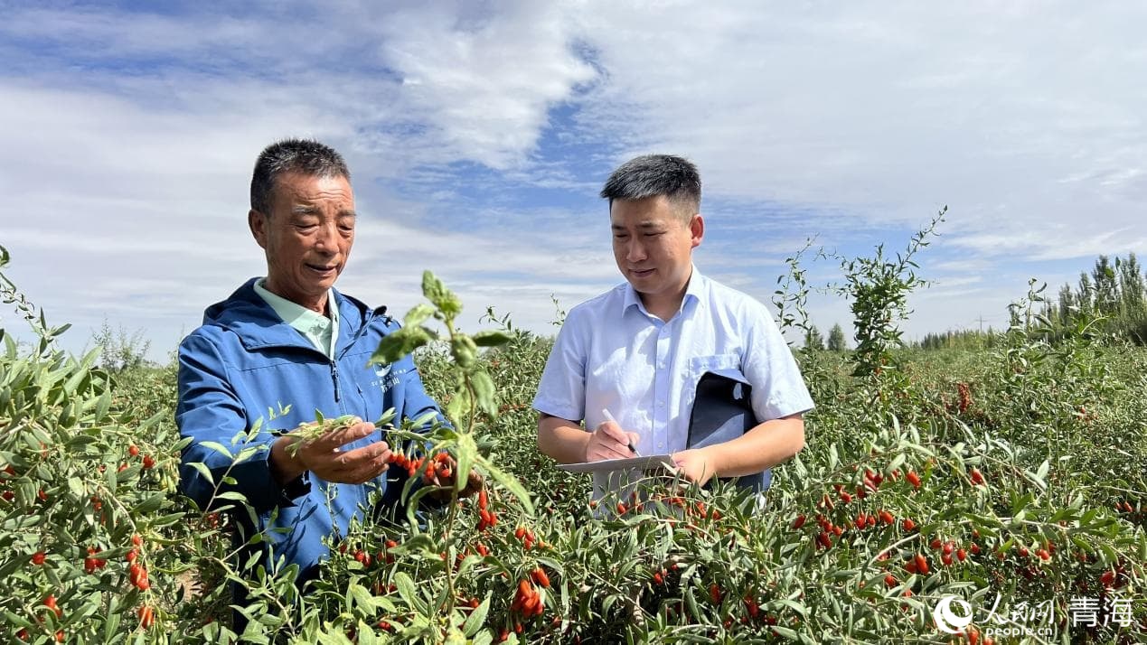 農(nóng)行格爾木分行工作人員了解枸杞種植情況。人民網(wǎng) 顧斐菲攝