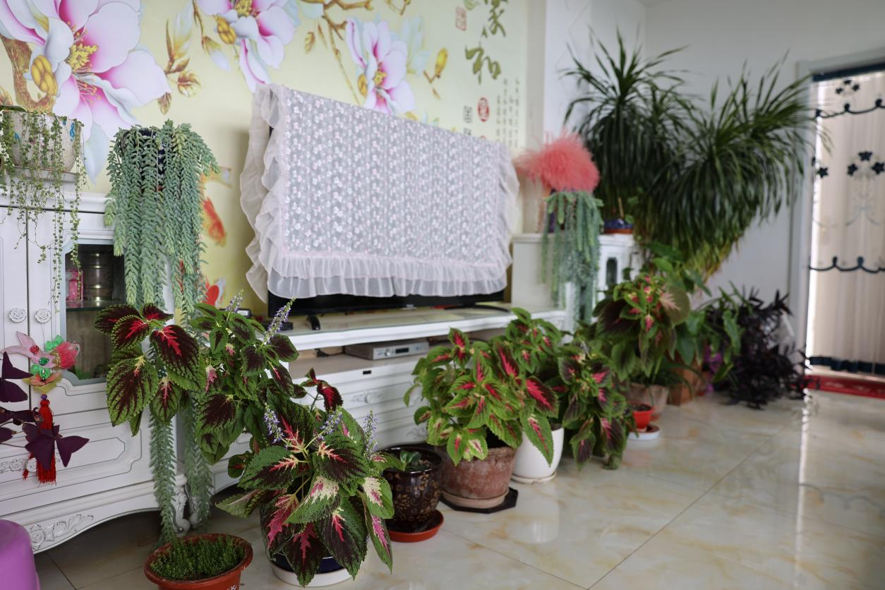 劉占龍家中，綠植長勢好。馬和鈺攝