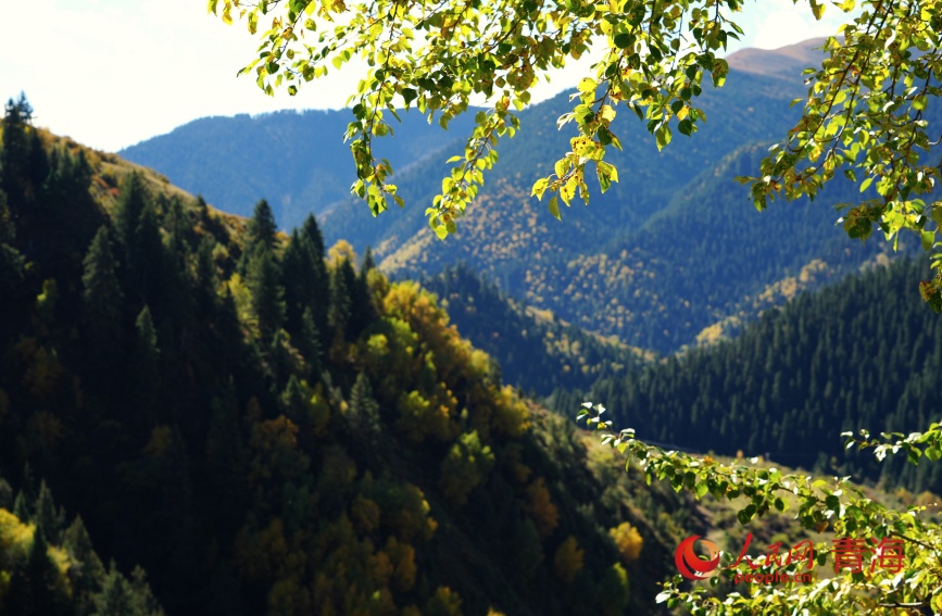 王柔林場(chǎng)秋色。人民網(wǎng)記者 甘海瓊攝