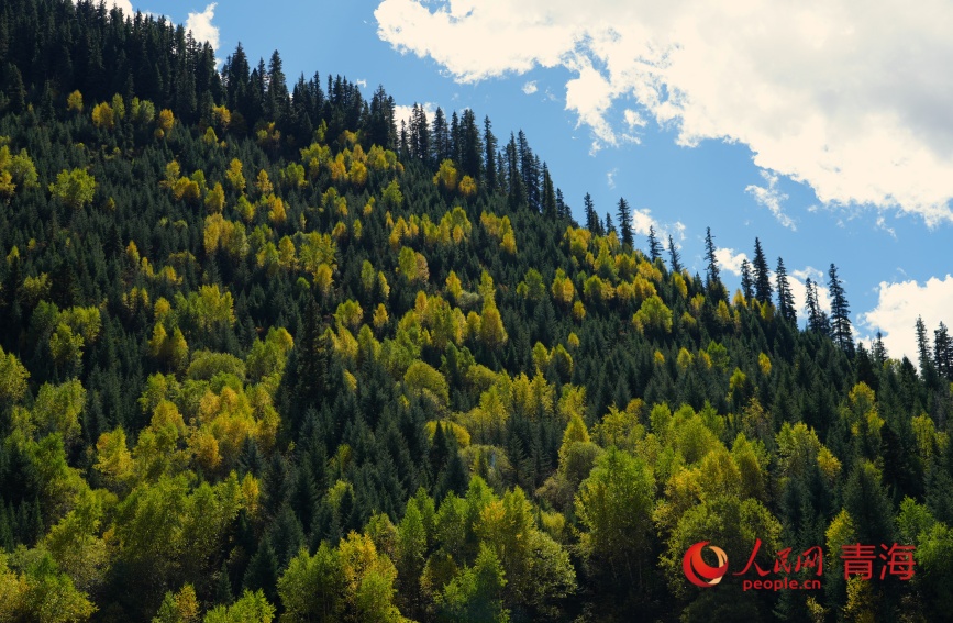 瑪可河兩岸秋色。人民網(wǎng)記者 甘海瓊攝