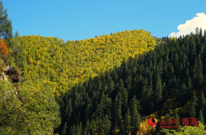 瑪可河林區(qū)秋色。人民網(wǎng)記者 甘海瓊攝