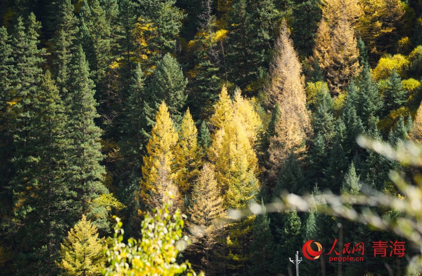 色彩斑斕的林場(chǎng)。人民網(wǎng)記者 甘海瓊攝