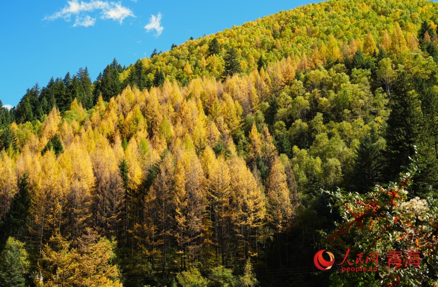 色彩斑斕的班前林場(chǎng)。人民網(wǎng)記者 甘海瓊攝