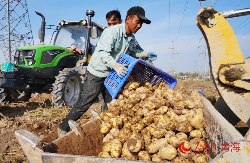 馬鈴薯豐收。人民網(wǎng)記者 甘海瓊攝
