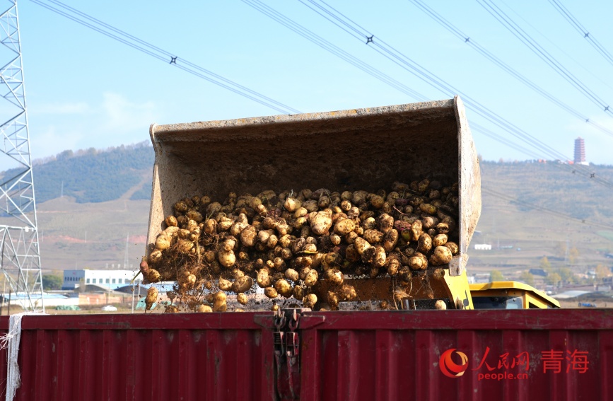 馬鈴薯裝車。人民網(wǎng)記者 甘海瓊攝
