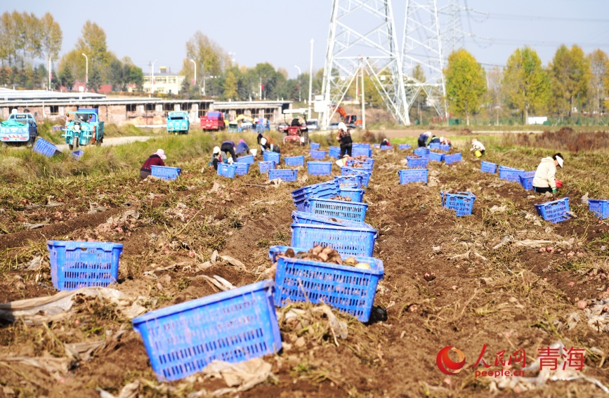 工人正在撿拾馬鈴薯。人民網(wǎng)記者 甘海瓊攝
