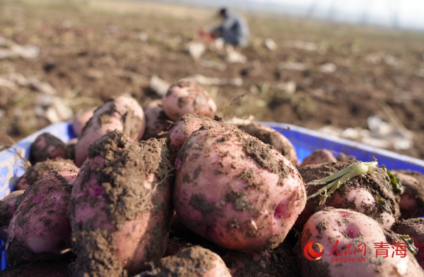 馬鈴薯豐收。人民網(wǎng)記者 甘海瓊攝