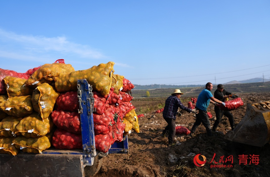 馬鈴薯裝車。人民網(wǎng)記者 甘海瓊攝