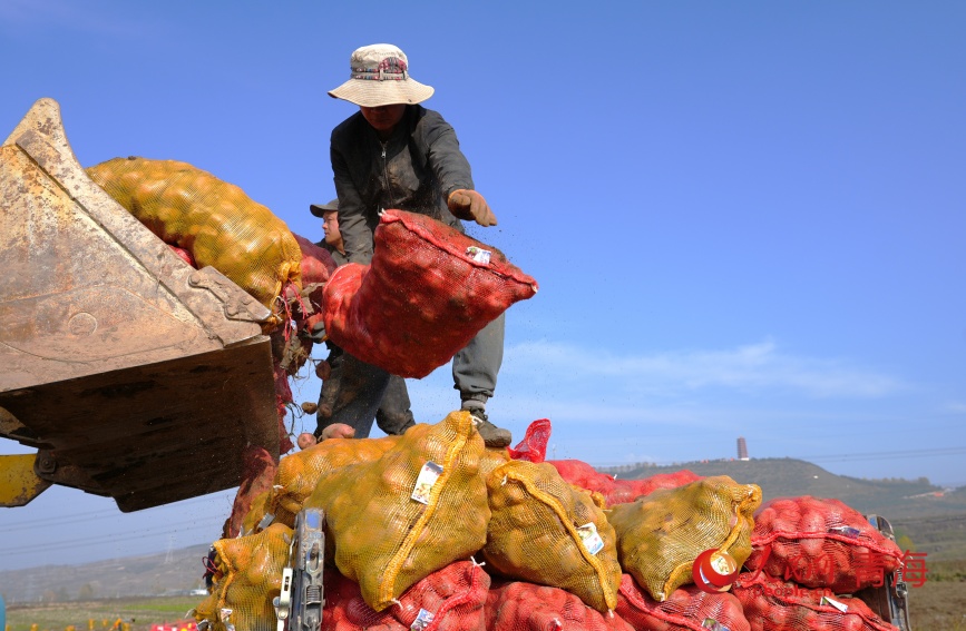 馬鈴薯裝車。人民網(wǎng)記者 甘海瓊攝