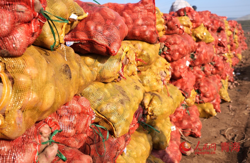 馬鈴薯豐收。人民網(wǎng)記者 甘海瓊攝