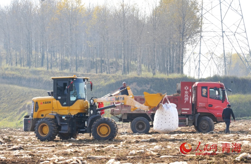 馬鈴薯采收裝車。人民網(wǎng)記者 甘海瓊攝
