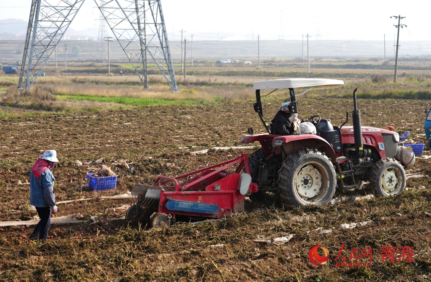 采挖馬鈴薯。人民網(wǎng)記者 甘海瓊攝