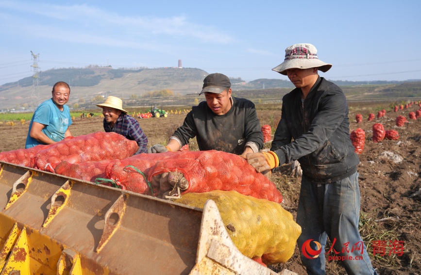 馬鈴薯豐收。人民網(wǎng)記者 甘海瓊攝