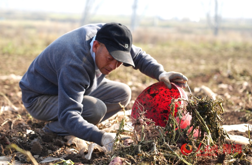 村民采收時節(jié)在馬鈴薯田打工。人民網(wǎng)記者 甘海瓊