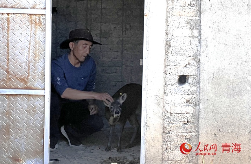 謝發(fā)成查看林麝生長(zhǎng)狀態(tài)。人民網(wǎng)記者 甘海瓊攝