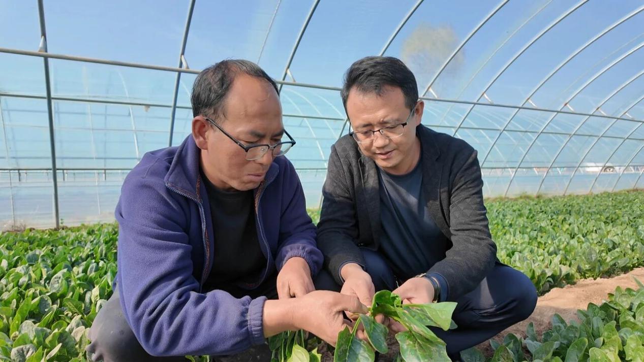 李廣棟和韓發(fā)興查看菠菜長(zhǎng)勢(shì)。王文霞攝