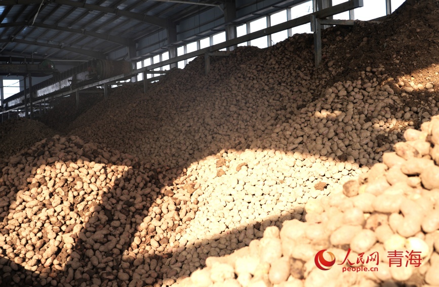 廠區(qū)內(nèi)堆起的“土豆山”。人民網(wǎng)記者 甘海瓊攝