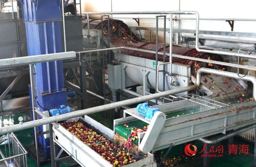 馬鈴薯清洗車(chē)間。人民網(wǎng)記者 甘海瓊攝