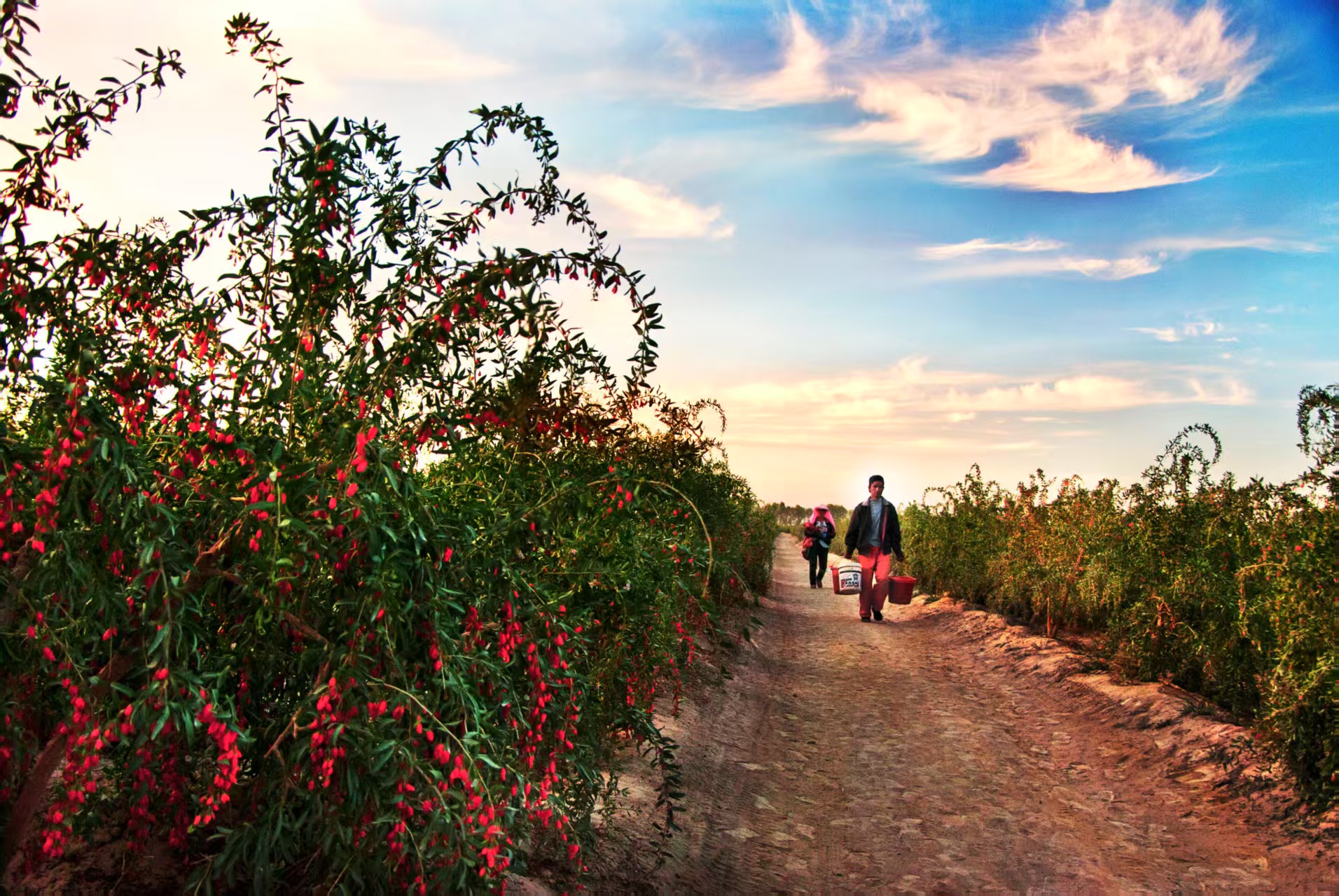 柴達(dá)木枸杞。格爾木市農(nóng)牧局供圖
